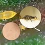 Esto debes saber sobre los trips: la “plaga” de insectos que reportan en la CDMX