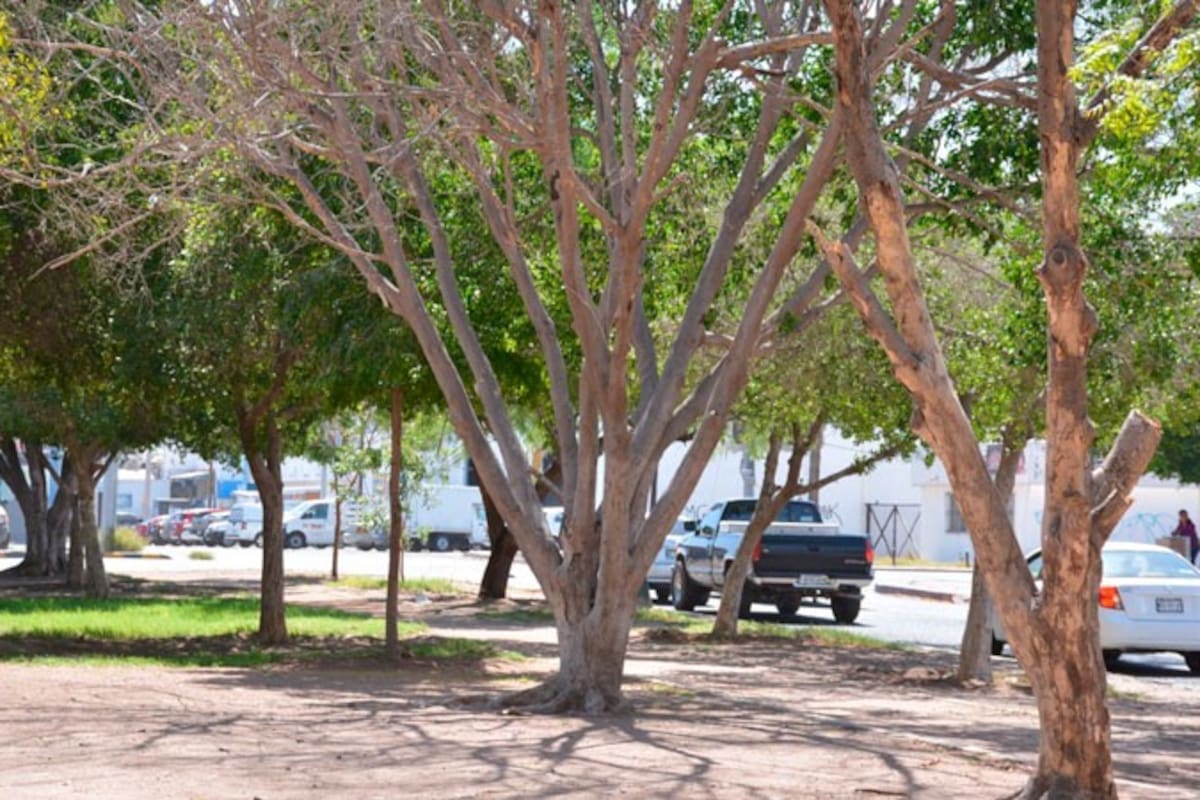 No se sabe cuántos árboles hacen falta en Cajeme: Ecología