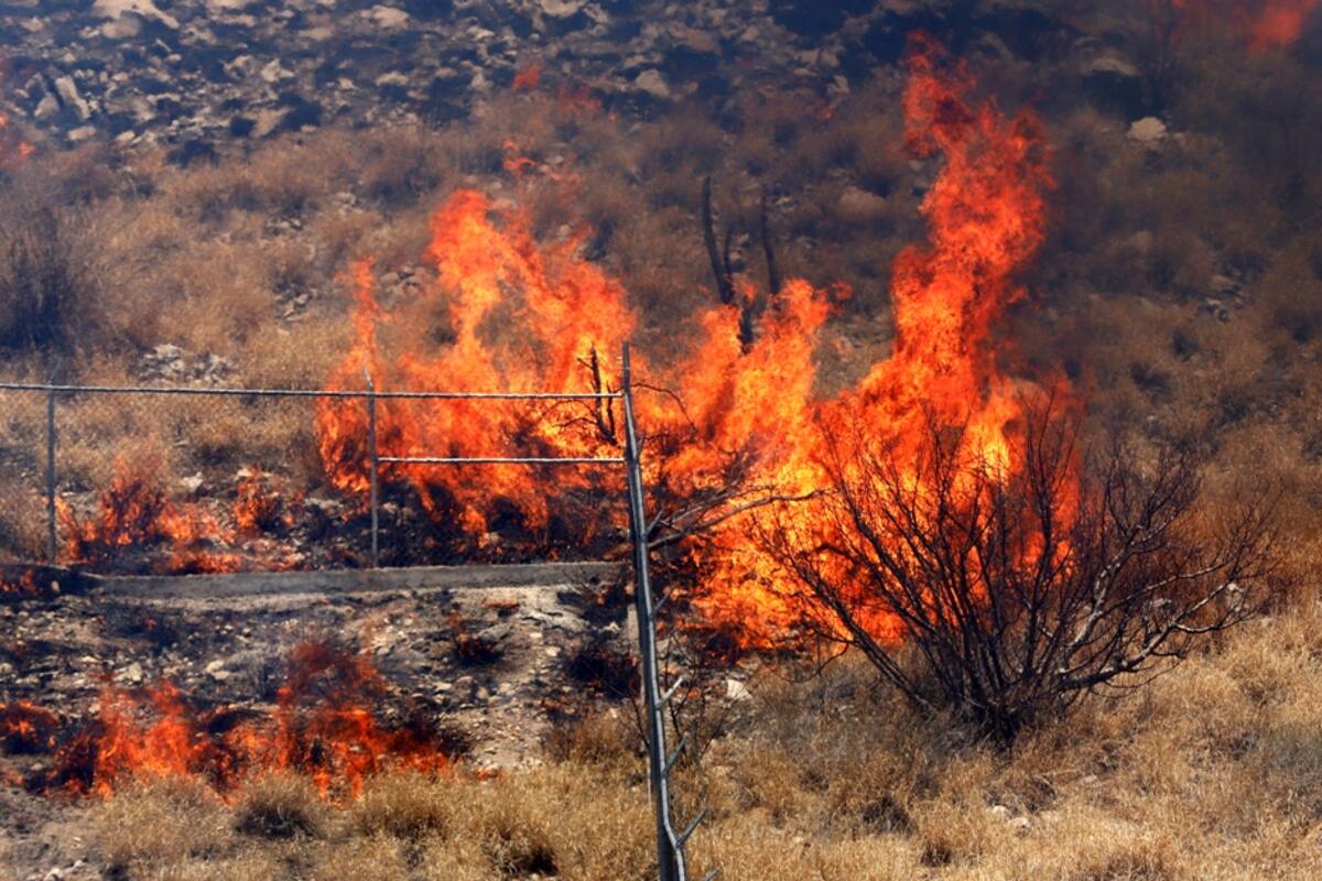 Hermosillo: Falleció uno de los cachorros de puma rescatado en incendio de maleza