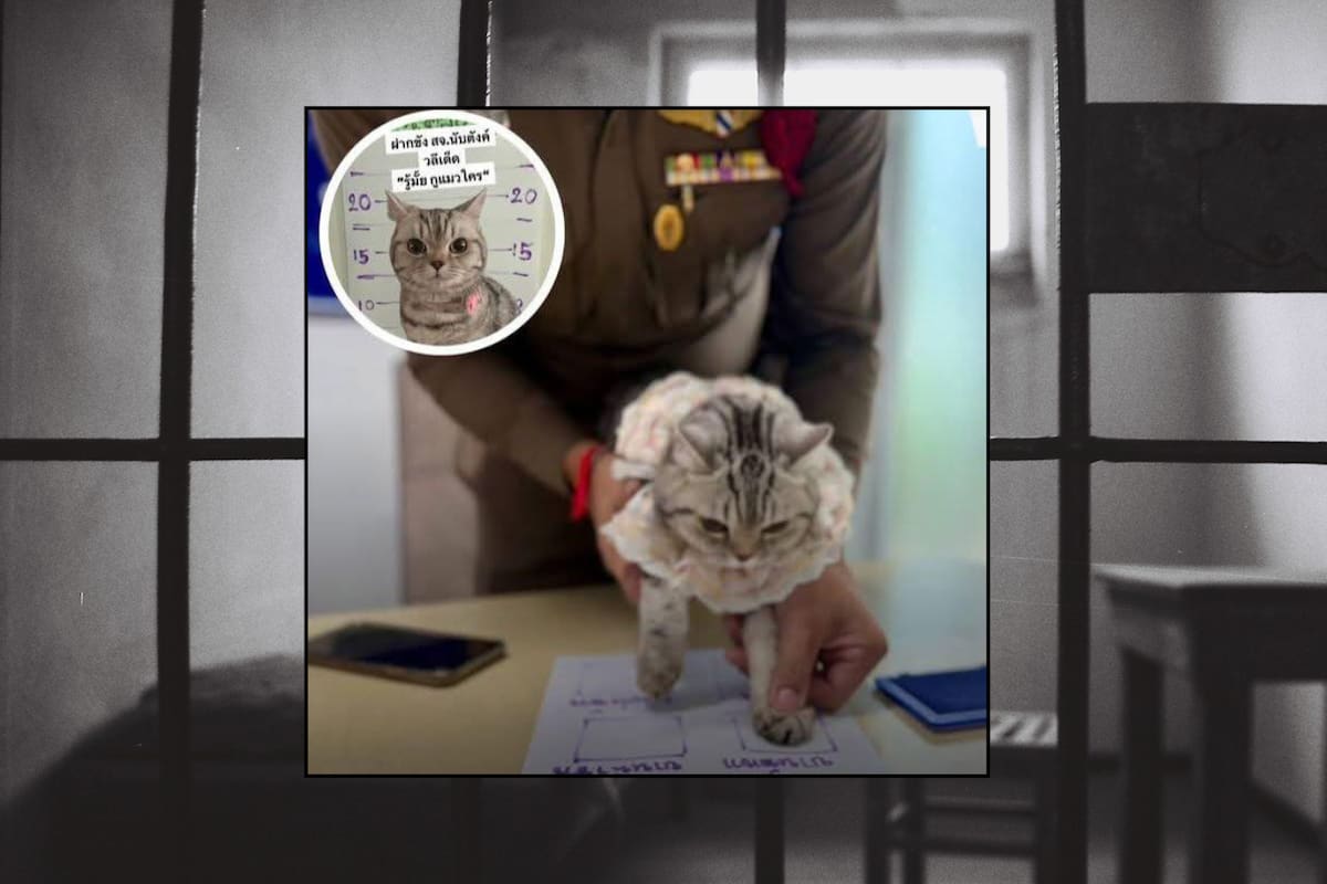 Gata es arrestada en Tailandia tras atacar a varios policías