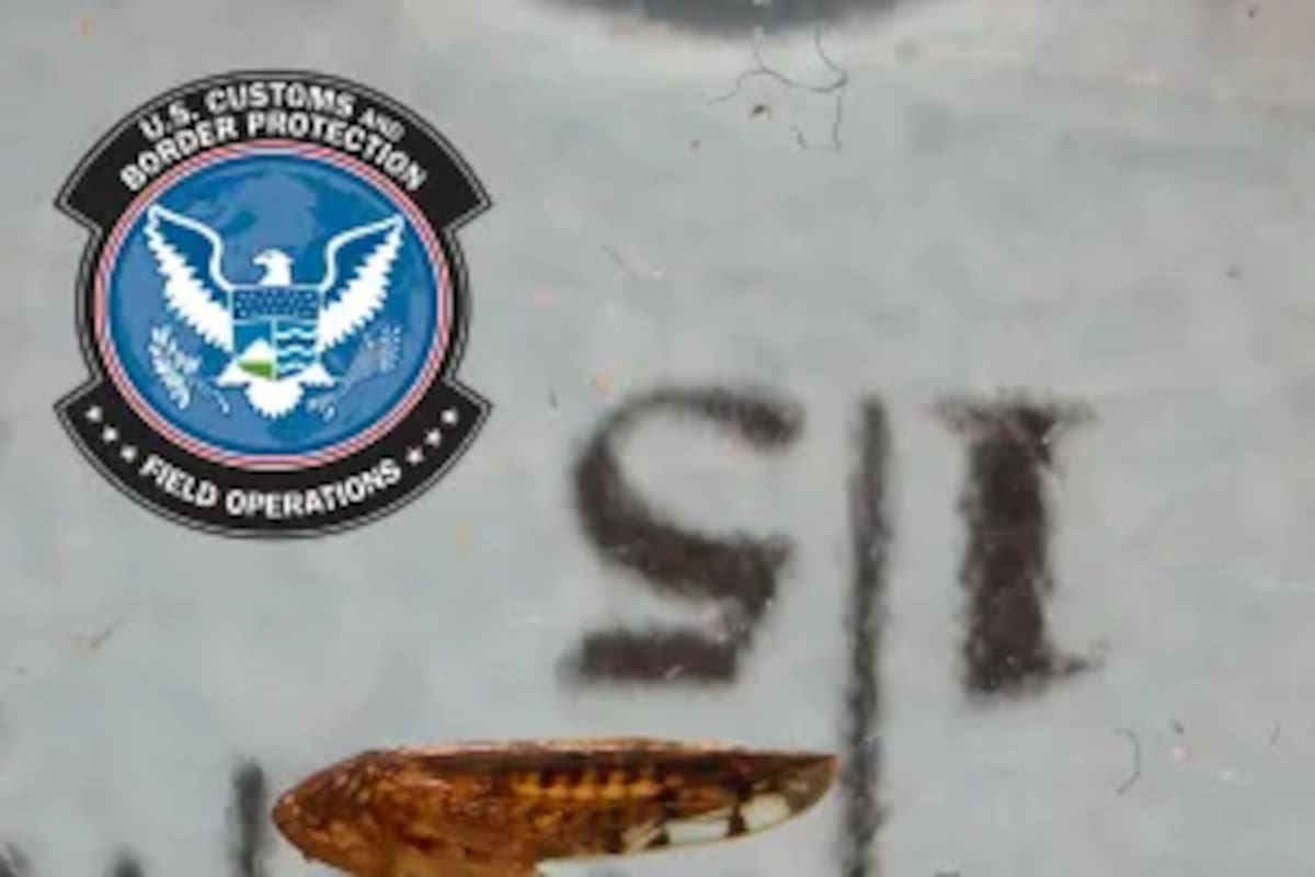 Detectan por primera vez en garita de SL plaga agrícola en cargamento mexicano