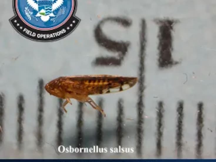 Detectan por primera vez en garita de SL plaga agrícola en cargamento mexicano