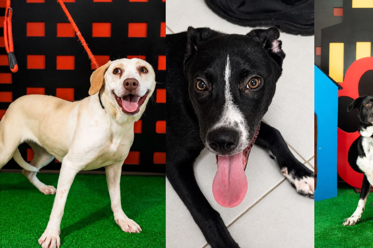 Más de 240 perros y gatos esperan ser adoptados en el Santuario Animal Mily de Baja California
