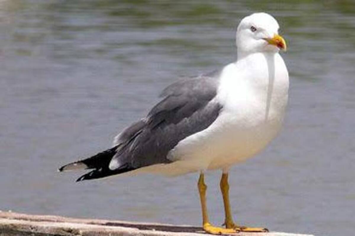 Muerde a una gaviota que trato de robarse su hamburguesa