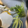 Estados Unidos reclasifica la marihuana medicinal como droga de menor riesgo para ampliar investigaciones médicas