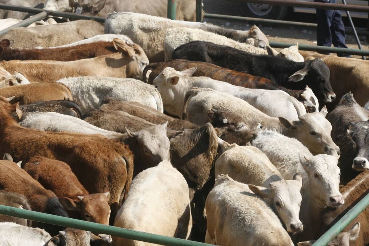 Ganaderos gastan 21 millones diarios por cierre fronterizo con EEUU