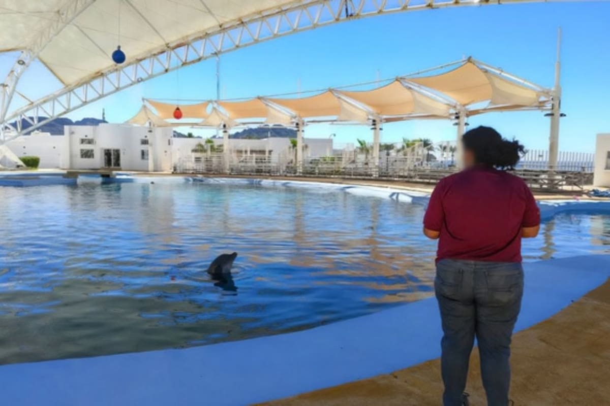 Profepa investiga la muerte de Moana en el Delfinario Sonora y solicita necropsia, estudios de laboratorio y registros de los últimos 135 días