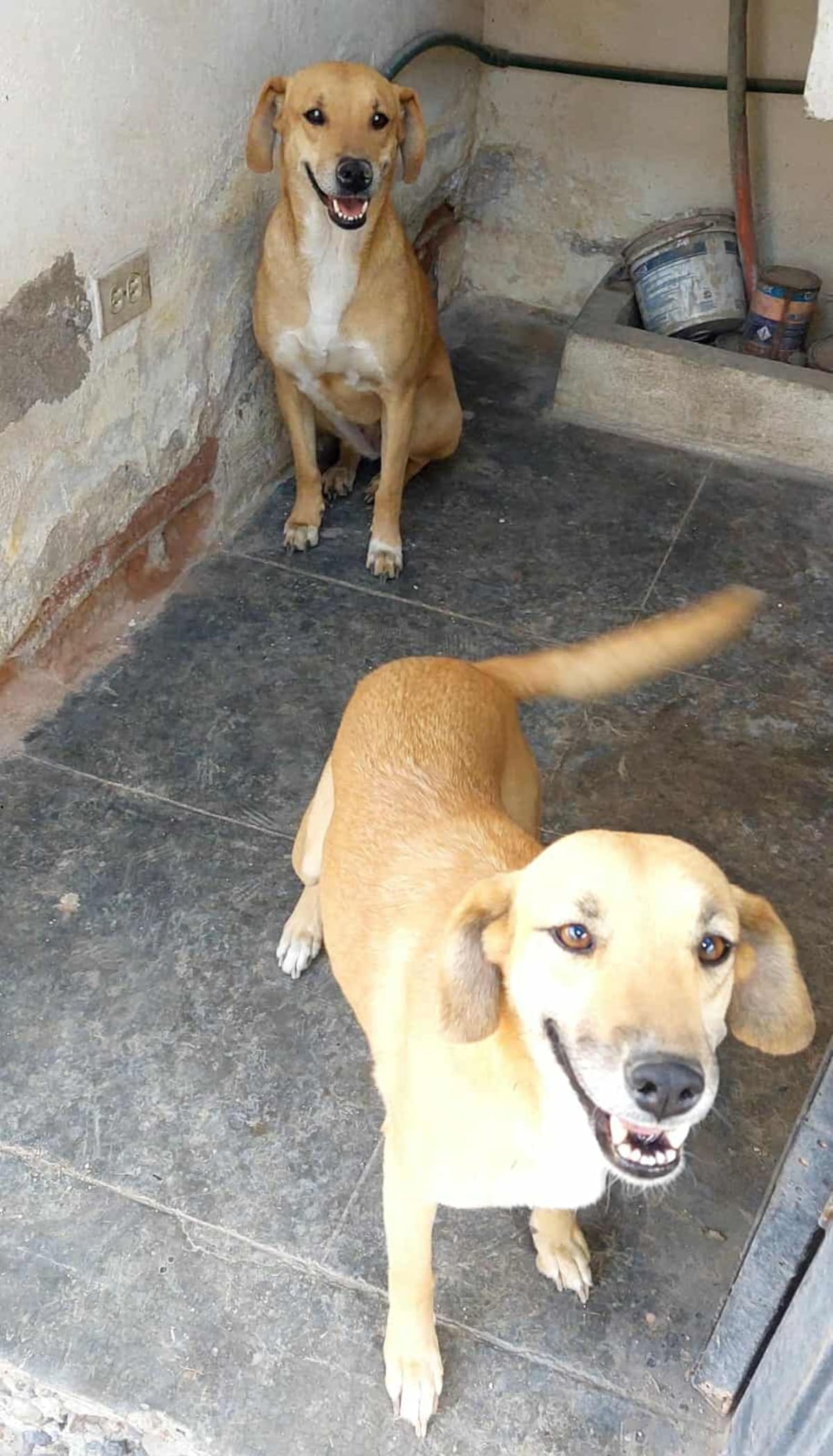 Hugo García pide ayuda para alimentar a más de 20 mascotas rescatadas