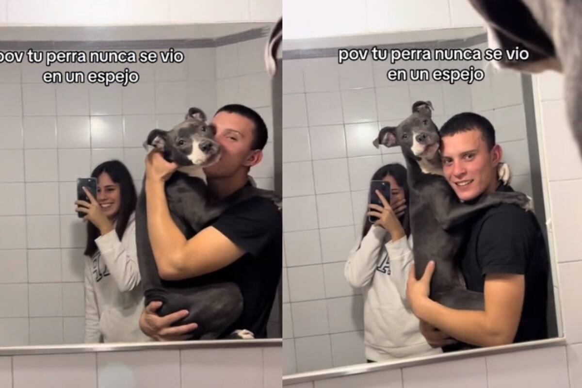 Esta fue la graciosa reacción de esta perra al verse al espejo por primera vez