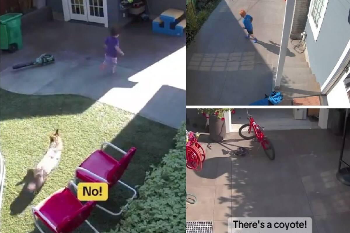 VIDEO: Coyote persigue a una niña en su propio jardín en Portland