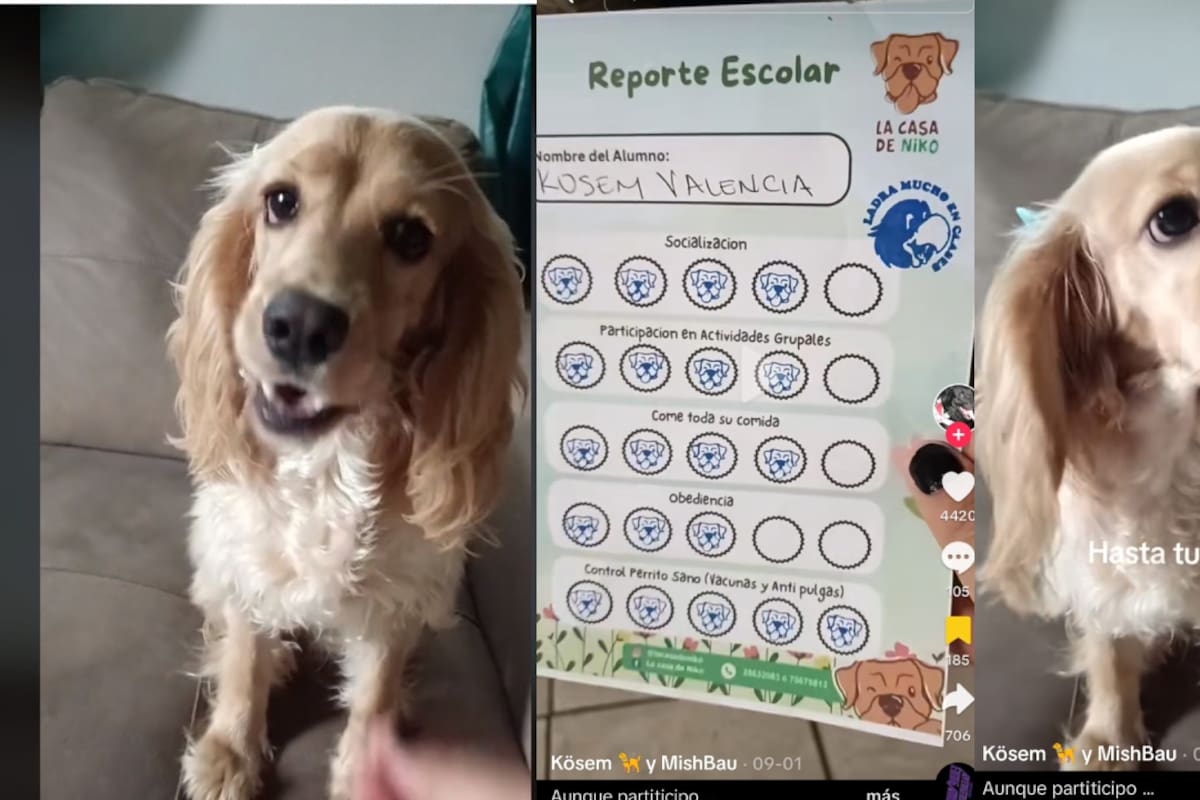 Video viral de TikTok: Perrita mejora sus calificaciones en guardería canina