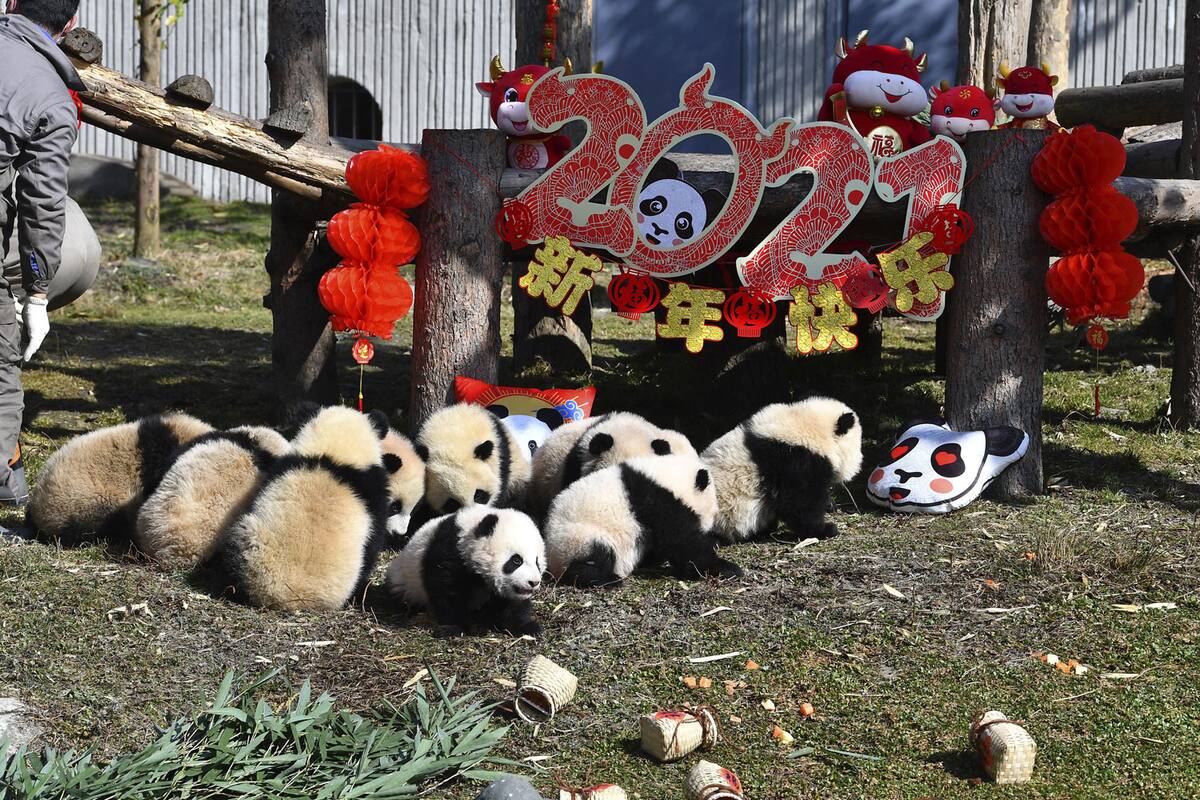 Muestra reserva china 10 cachorros de panda por el Año Nuevo