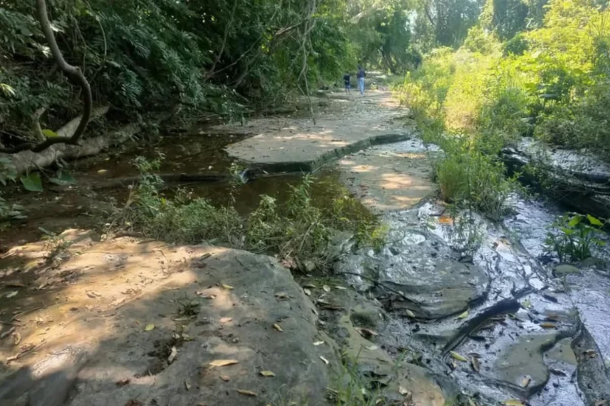 El INAH identifica 50 huellas de dinosaurios de hace 65 millones de años en Michoacán; las pisadas pertenecen a distintos grupos y los especialistas todavía exploran la zona
