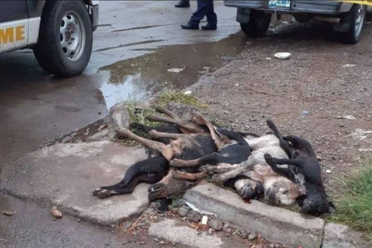 "Mataperros" uso veneno de ratas para asesinar a canes en Linda Vista