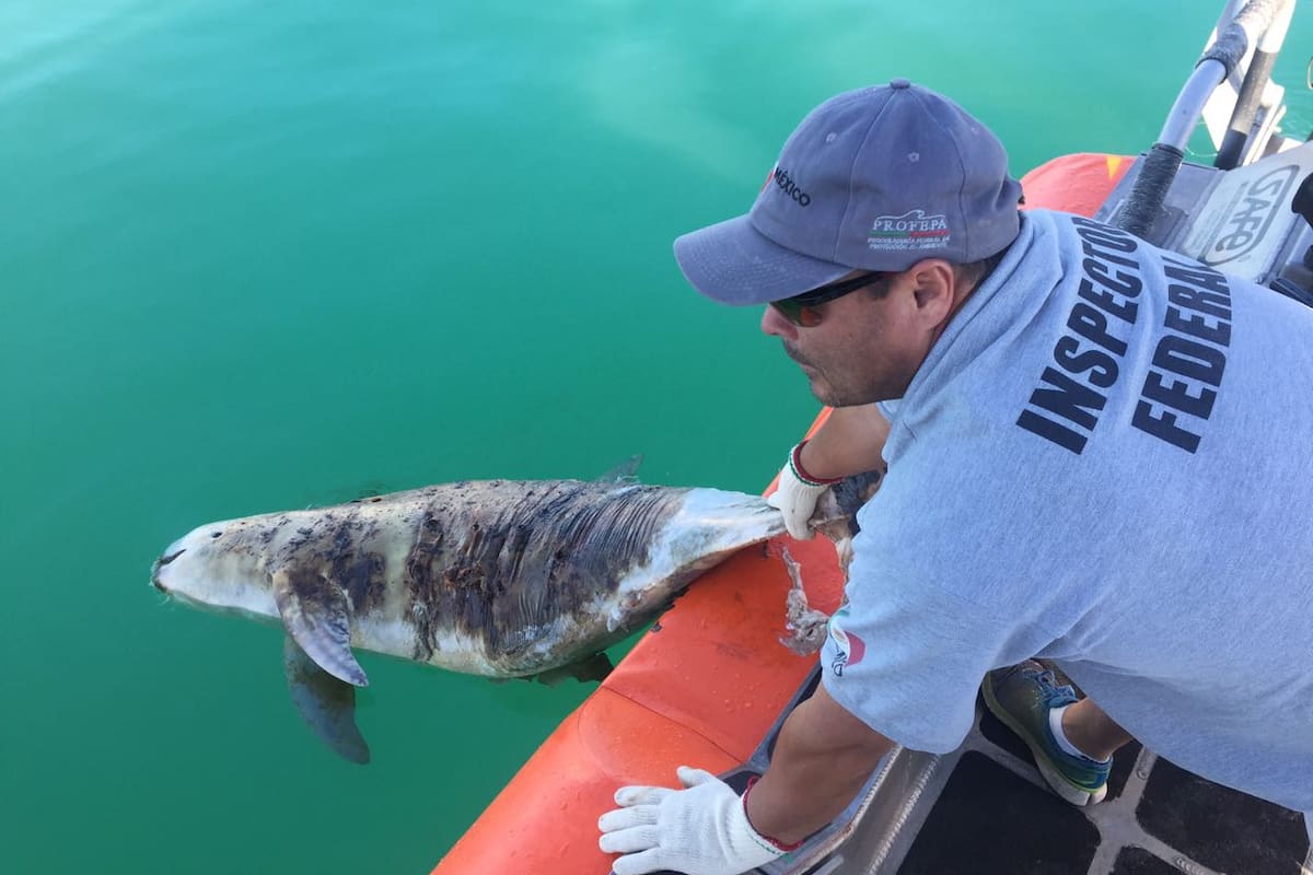 México analiza recortar más del 85% de zona protegida de la vaquita marina; alarma a ambientalistas