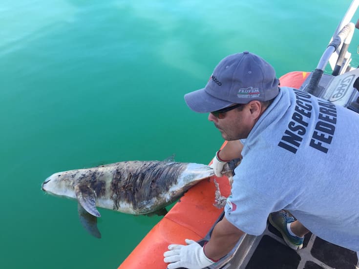 México analiza recortar más del 85% de zona protegida de la vaquita marina; alarma a ambientalistas
