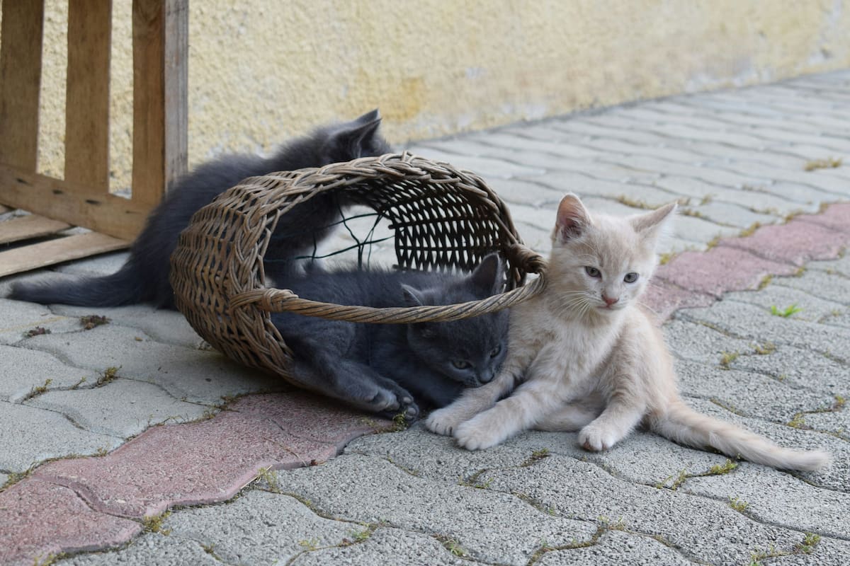 Refugios y grupos de rescate suelen recomendar adoptar dos gatitos juntos | Foto: Unsplash