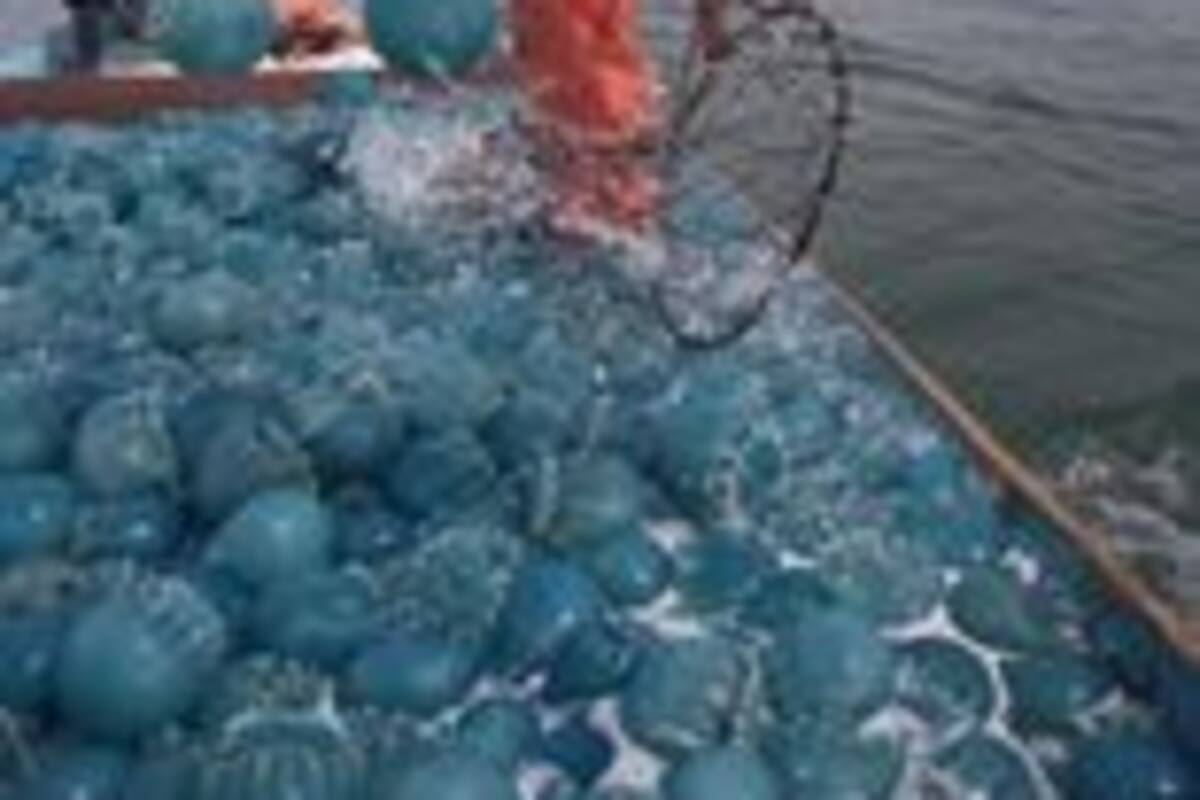 Mal tiempo frena la captura de aguamala en Guaymas