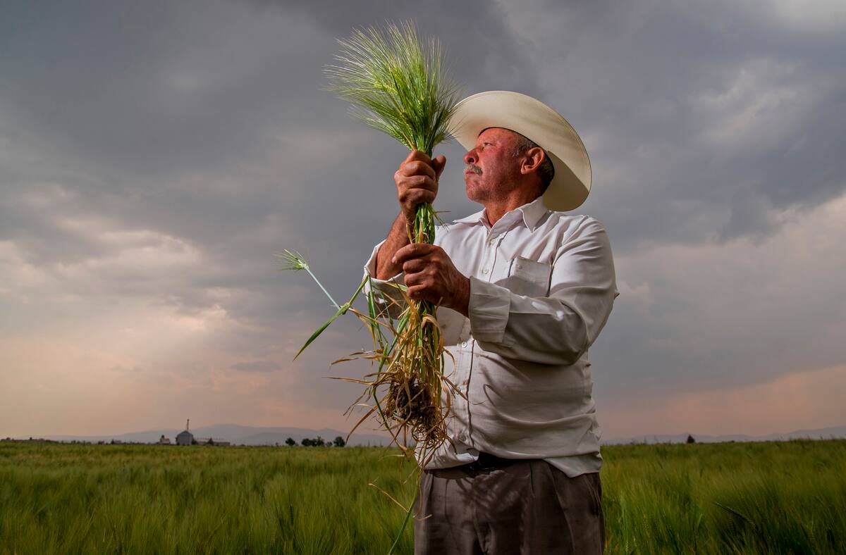 Fotografía cedida este viernes por la Secretaría de Agricultura y Desarrollo Rural (Sader), que muestra a un campesino en un cultivo de cebada, en un campo de Ciudad de México (México). EFE/ Secretaría de Agricultura y Desarrollo Rural (Sader) / SOLO USO EDITORIAL/ SOLO DISPONIBLE PARA ILUSTRAR LA NOTICIA QUE ACOMPAÑA (CRÉDITO OBLIGATORIO)