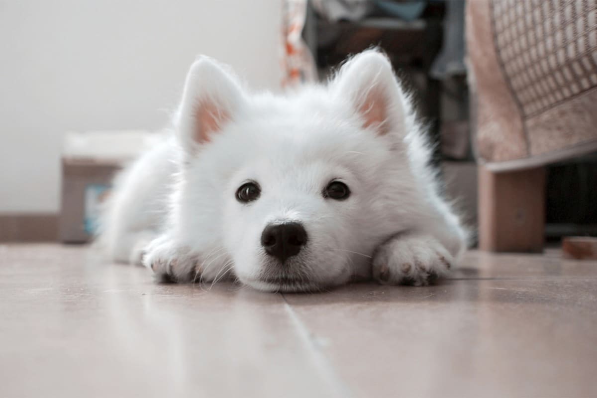 ¿Tu perro está deprimido? Once señales que podrían indicarlo y cómo ayudarle