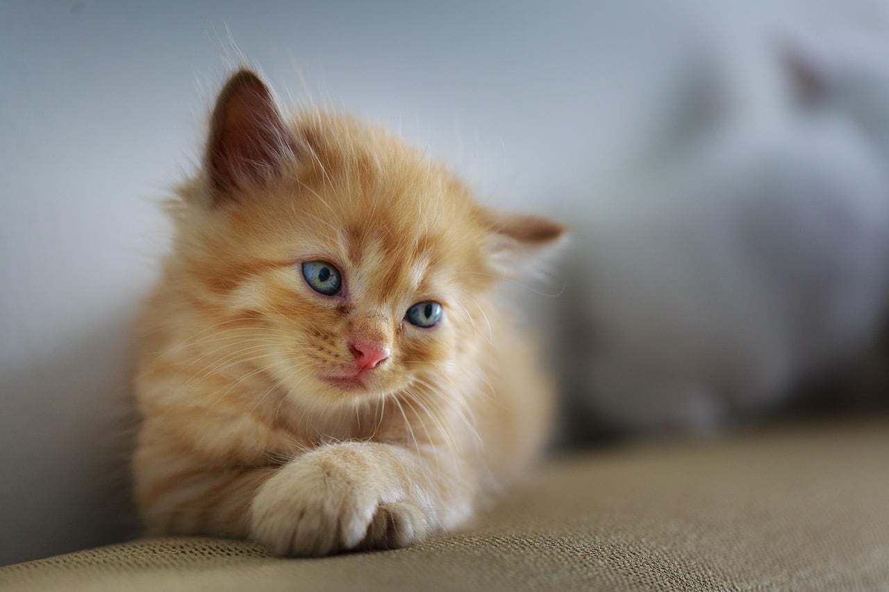 Del lunes 28 de julio al sábado 2 de agosto se llevará a cabo una jornada gratuita de esterilización para mascotas en la Clínica Familiar Municipal l Foto ilustrativa: Pixabay