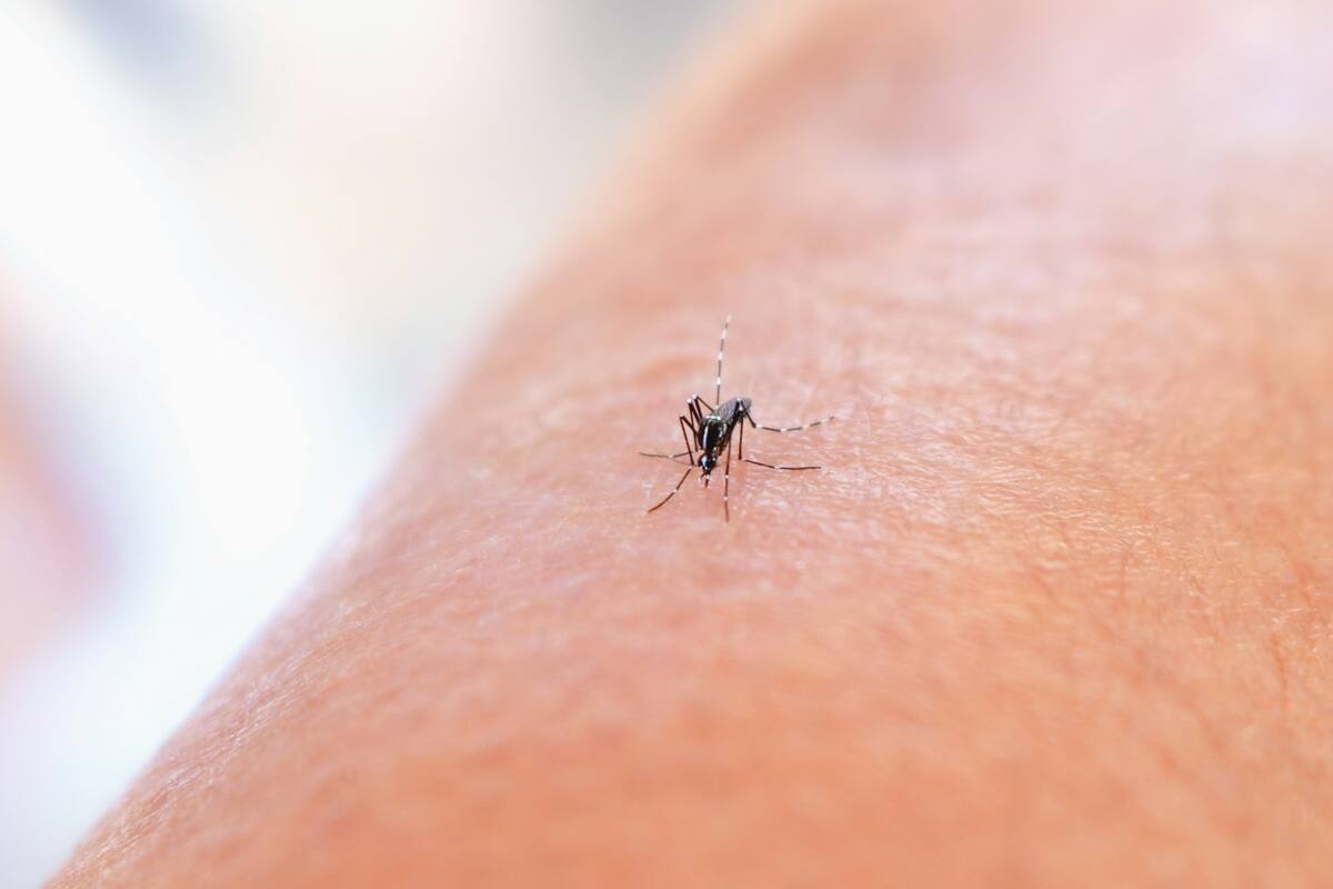 ¿Cómo ahuyentar a los mosquitos este verano? Las recomendaciones que hace Harvard
