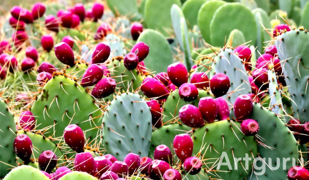 ¿Cómo es posible que el nopal dé frutos? La fascinante historia de la tuna