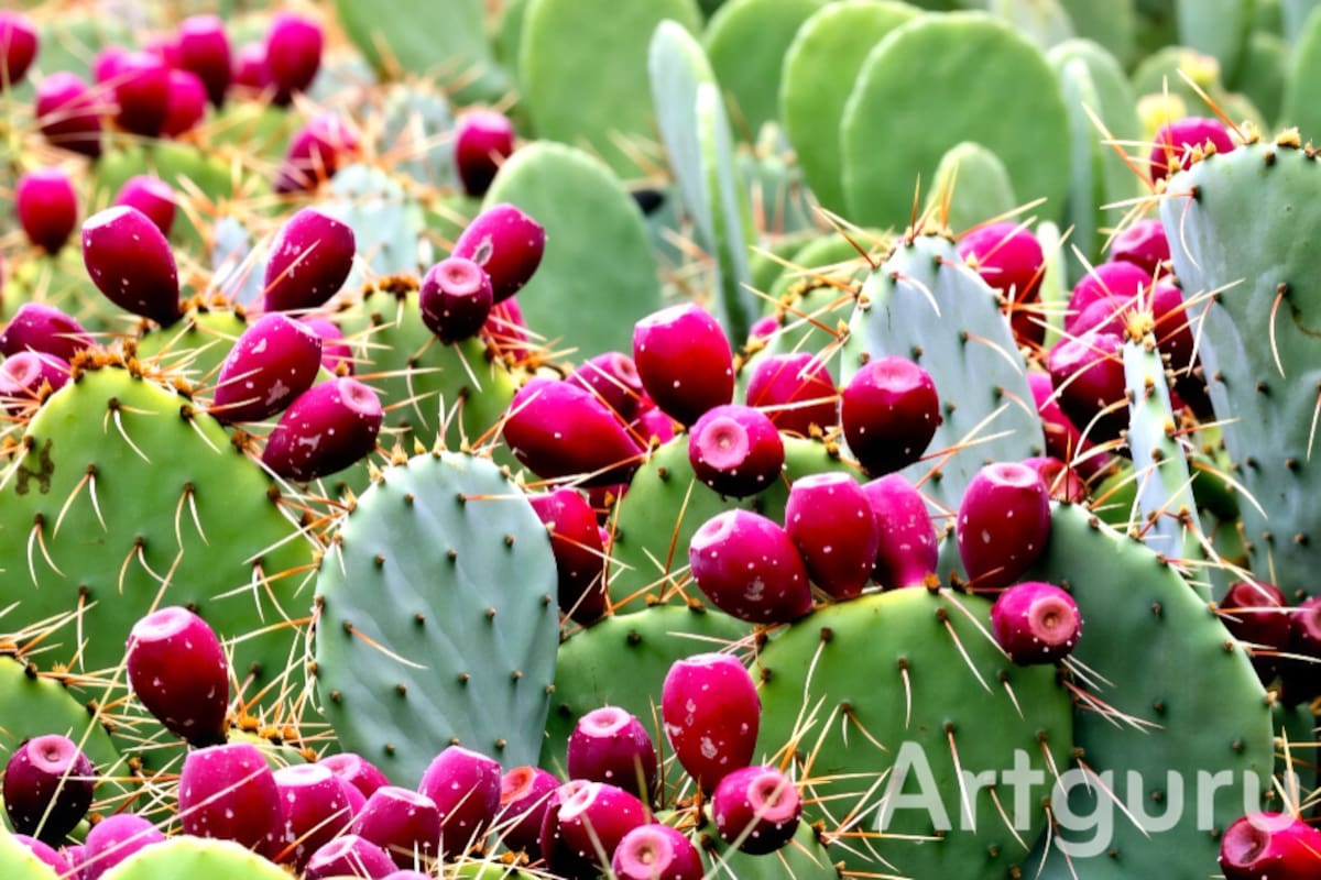 ¿Cómo es posible que el nopal dé frutos? La fascinante historia de la tuna