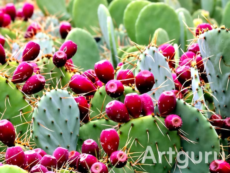 ¿Cómo es posible que el nopal dé frutos? La fascinante historia de la tuna