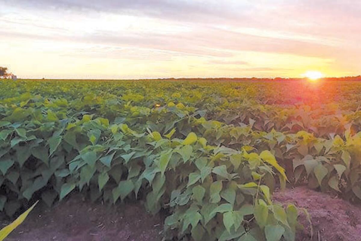 Avanza cosecha de hortalizas en Valle del Mayo