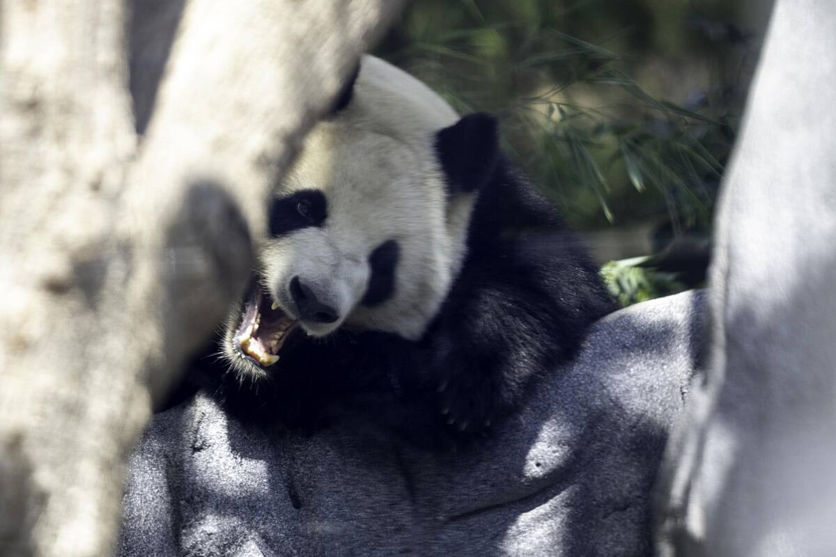 Se convierte San Diego en ciudad panda