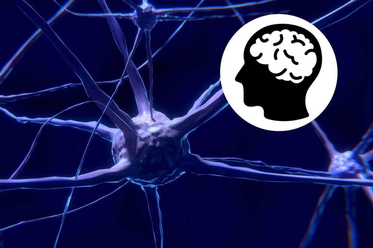 Encuentran las neuronas que indican cuándo dejar de comer