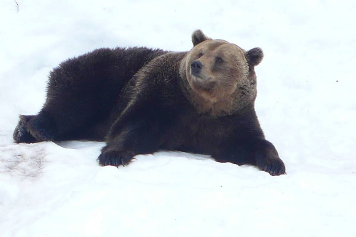 Captan a oso persiguiendo a un hombre