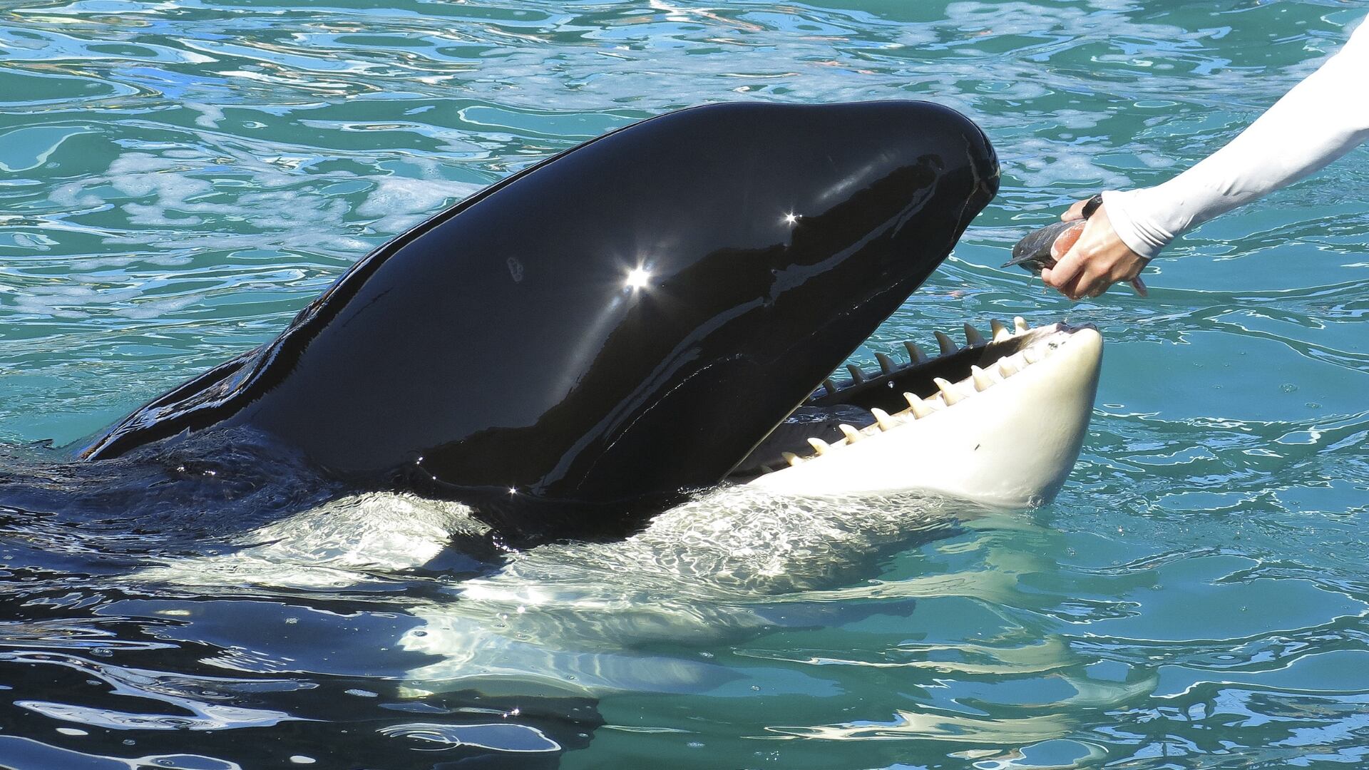Orcas residentes y transitorias han coexistido durante milenios sin mezclarse ni reproducirse entre sí. /Reuters