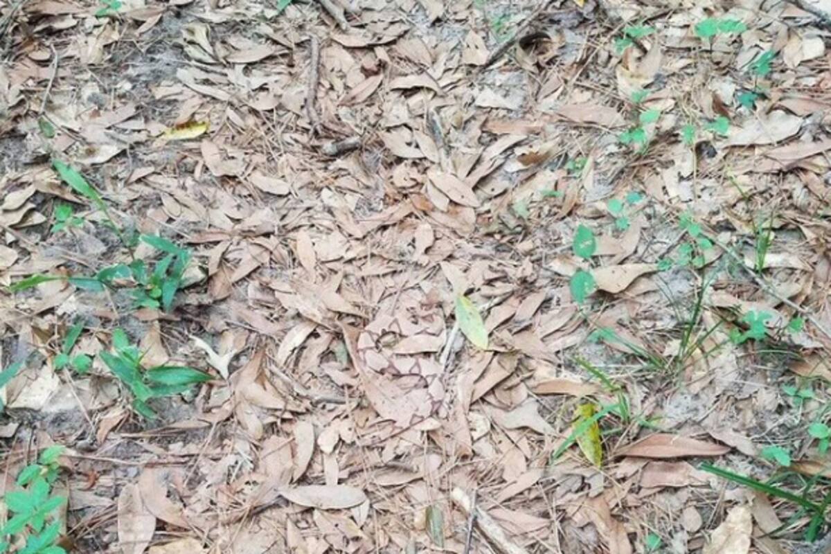 Reto Visual: Encuentra la serpiente en esta fotografía