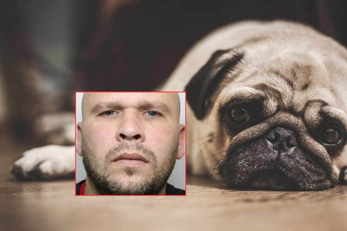 “Extremadamente perturbador”: Hombre obligó a su novia a tener relaciones sexuales con su perro de raza pug y grabó en video los actos durante tres años