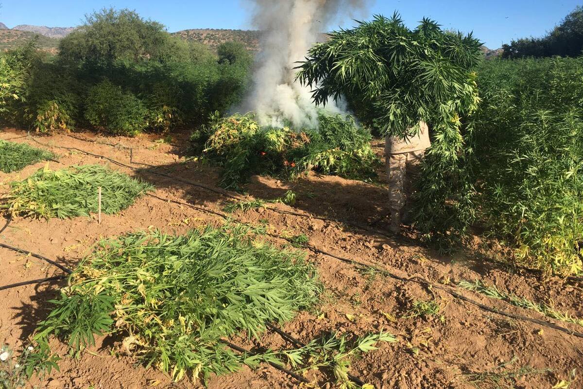 Destruyen segundo gran plantío de mariguana en Ímuris