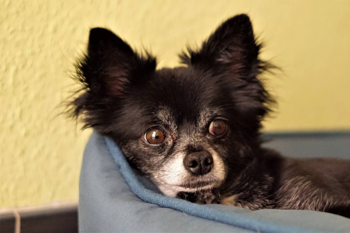 Solicitan ley de protección para mascotas en Nogales