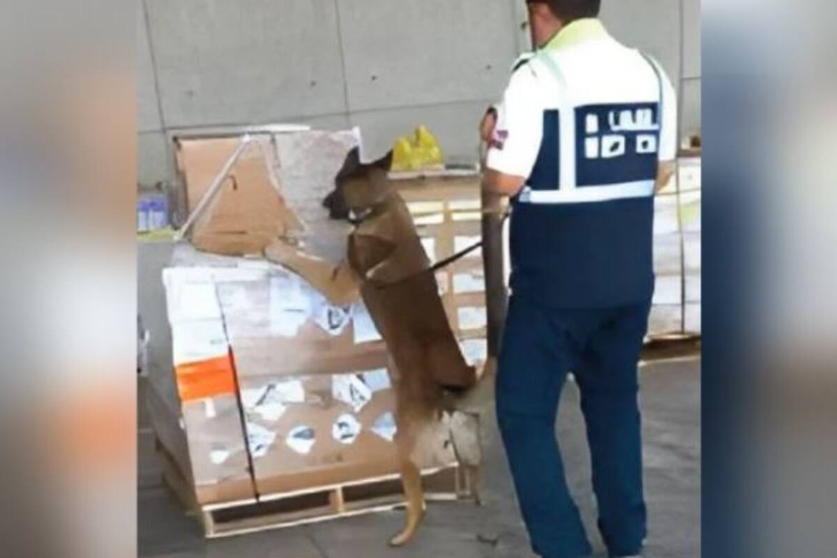 Decomisan media tonelada de metanfetamina en aduana del AICM con ayuda de binomio canino