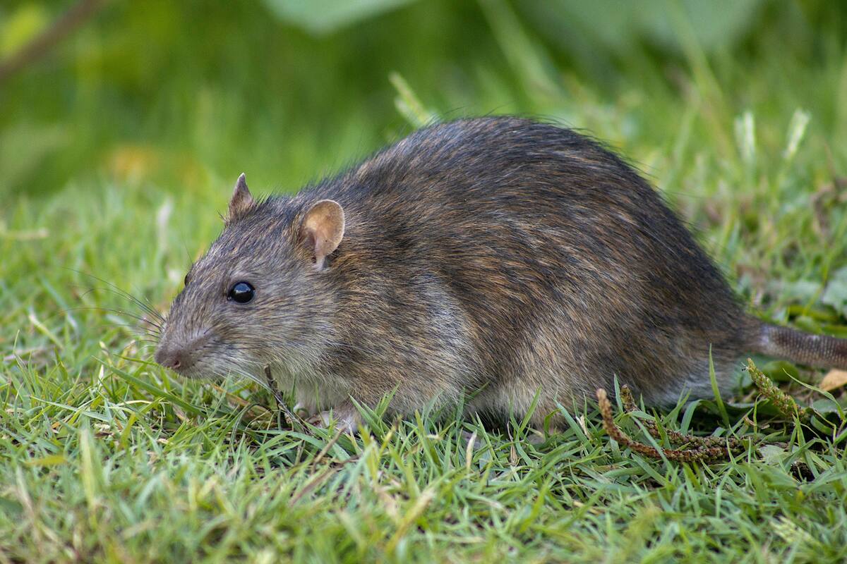 Los ratones podrían “soñar despiertos” con imágenes recientes: esto es lo que está descubriendo Harvard sobre la memoria y el aprendizaje