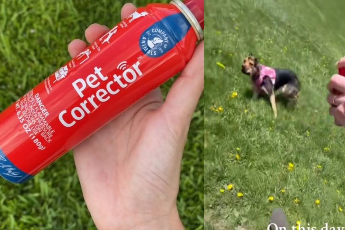 Hombre utiliza el “Pet Corrector” para evitar que su perro fuera atacado por otro mientras lo paseaba