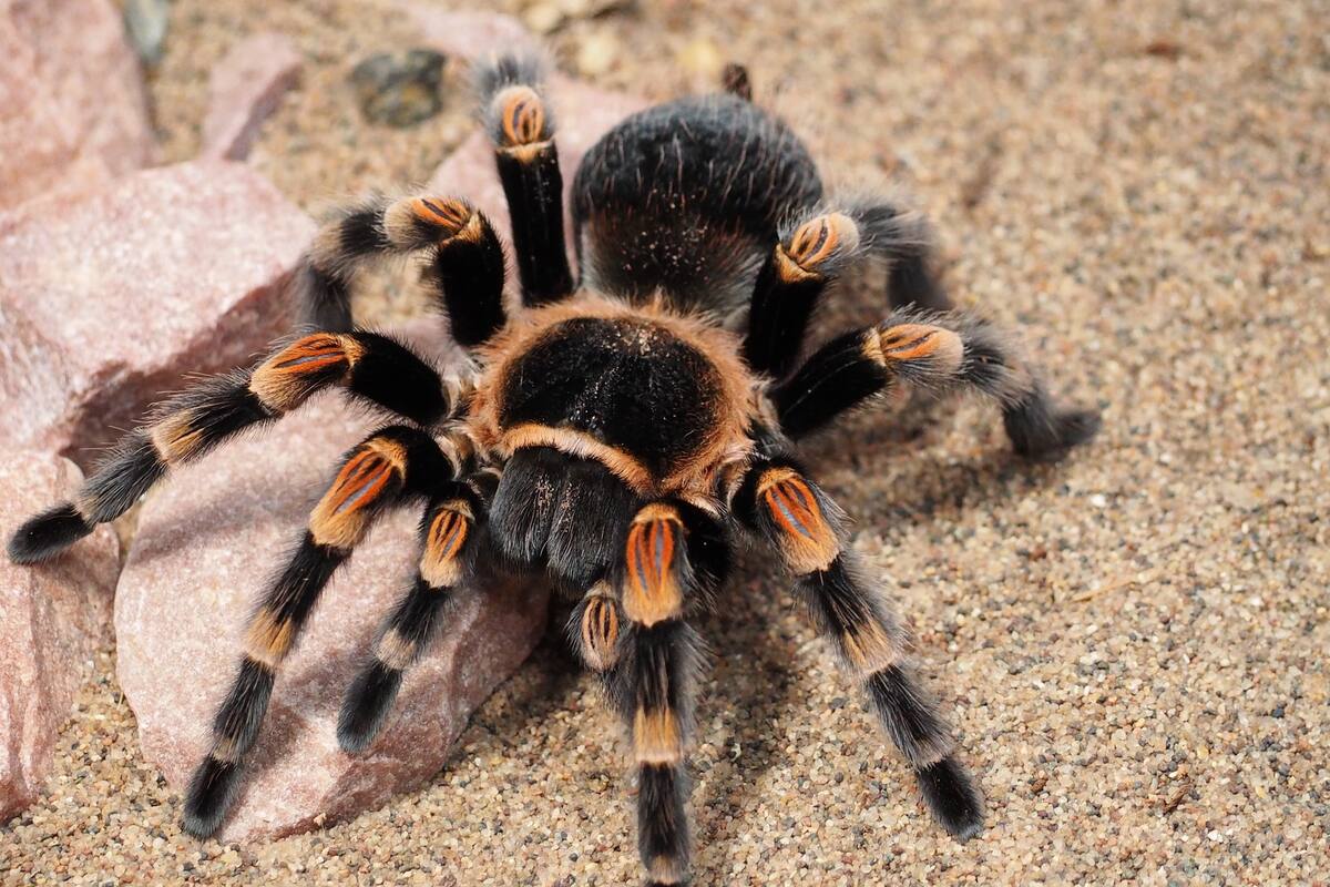 Así se ve la muda de piel de una tarántula en timelapse