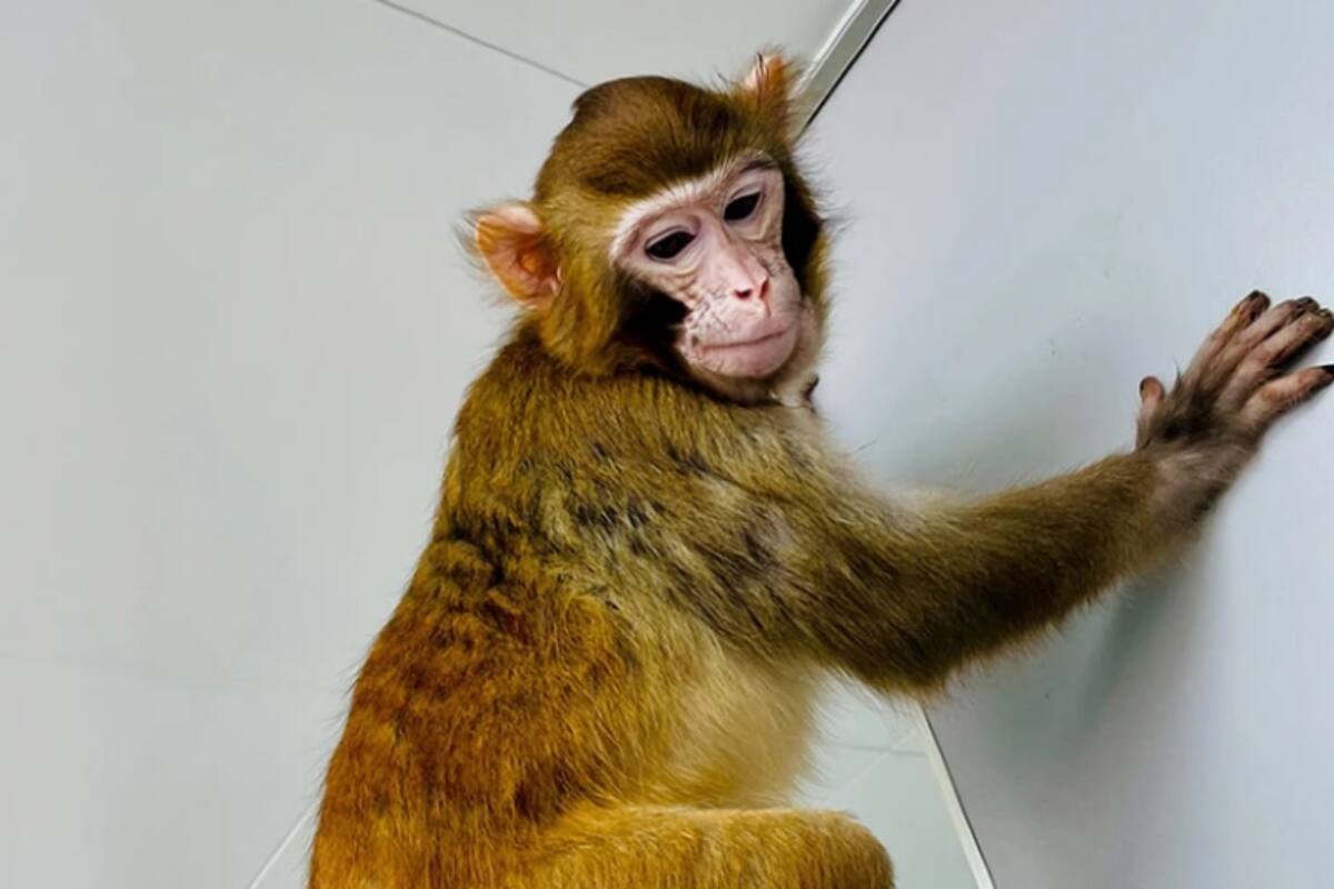 Clonación exitosa de monos rhesus abre nuevas perspectivas en investigación médica