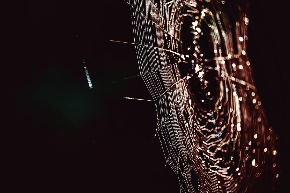 En México existen dos tipos de arañas caseras peligrosas, un experto te lo explica