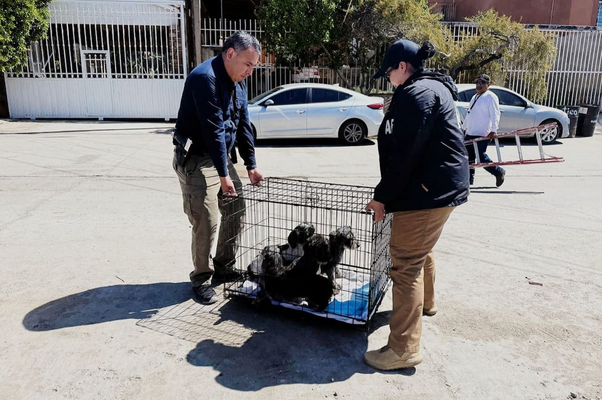 Los caninos fueron resguardados por la Asociación Animalista Sueños Peludos, en un armazón tipo jaula habilitado para el cuidado temporal de animales en situación vulnerable.