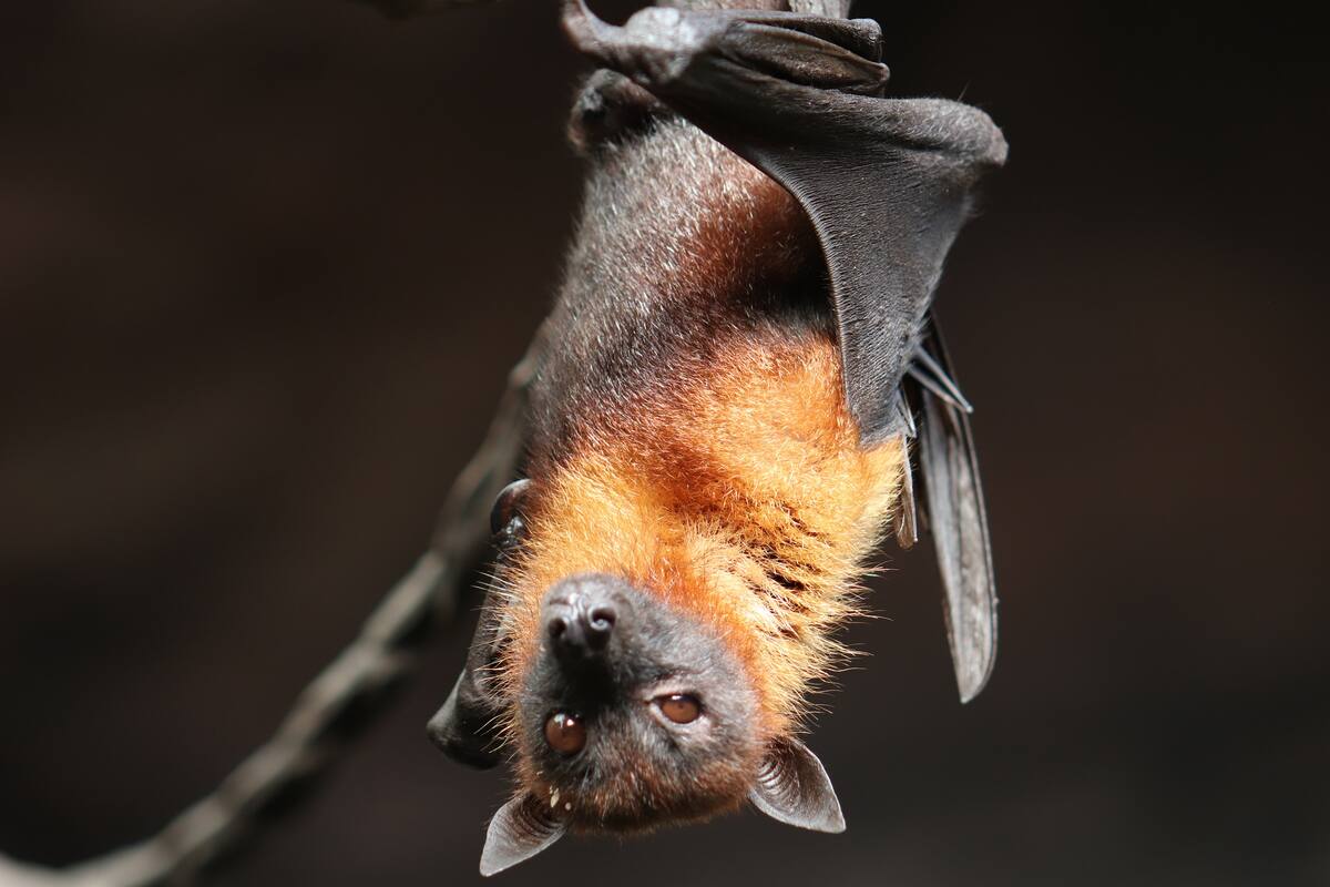 Descubren cuatro nuevas especies de murciélagos, 'primos' de los vinculados a coronavirus