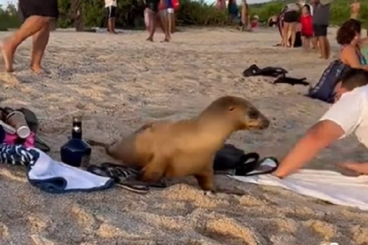 TIK TOK: Se quedó dormido en la orilla del mar y al despertar vio una foca a su lado