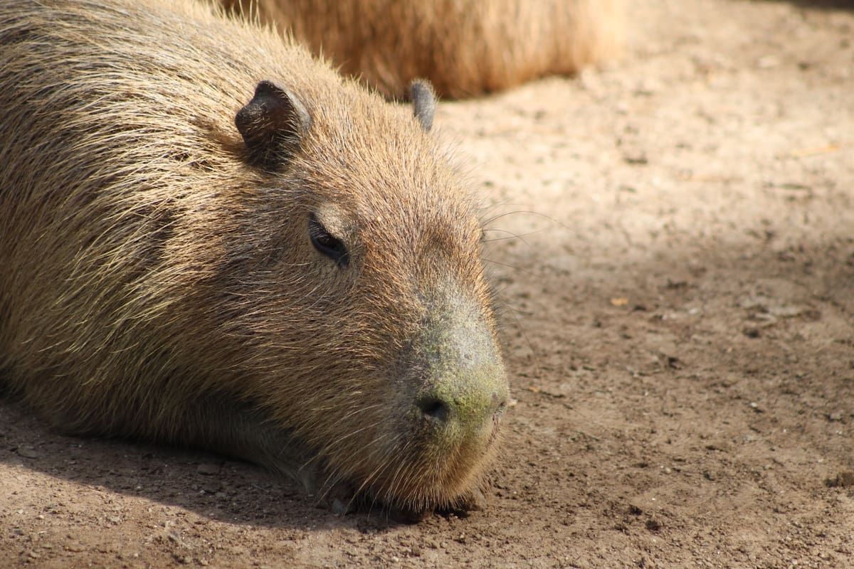 Uno de los roedores más populares del momento, los capibaras, han llegado a Mexicali. Estas criaturas, caracterizadas por su temperamento tranquilo, se han presentado ante miles de cachanillas que visitan el Bosque y Zoológico de la Ciudad. (Foto: Said Morones)