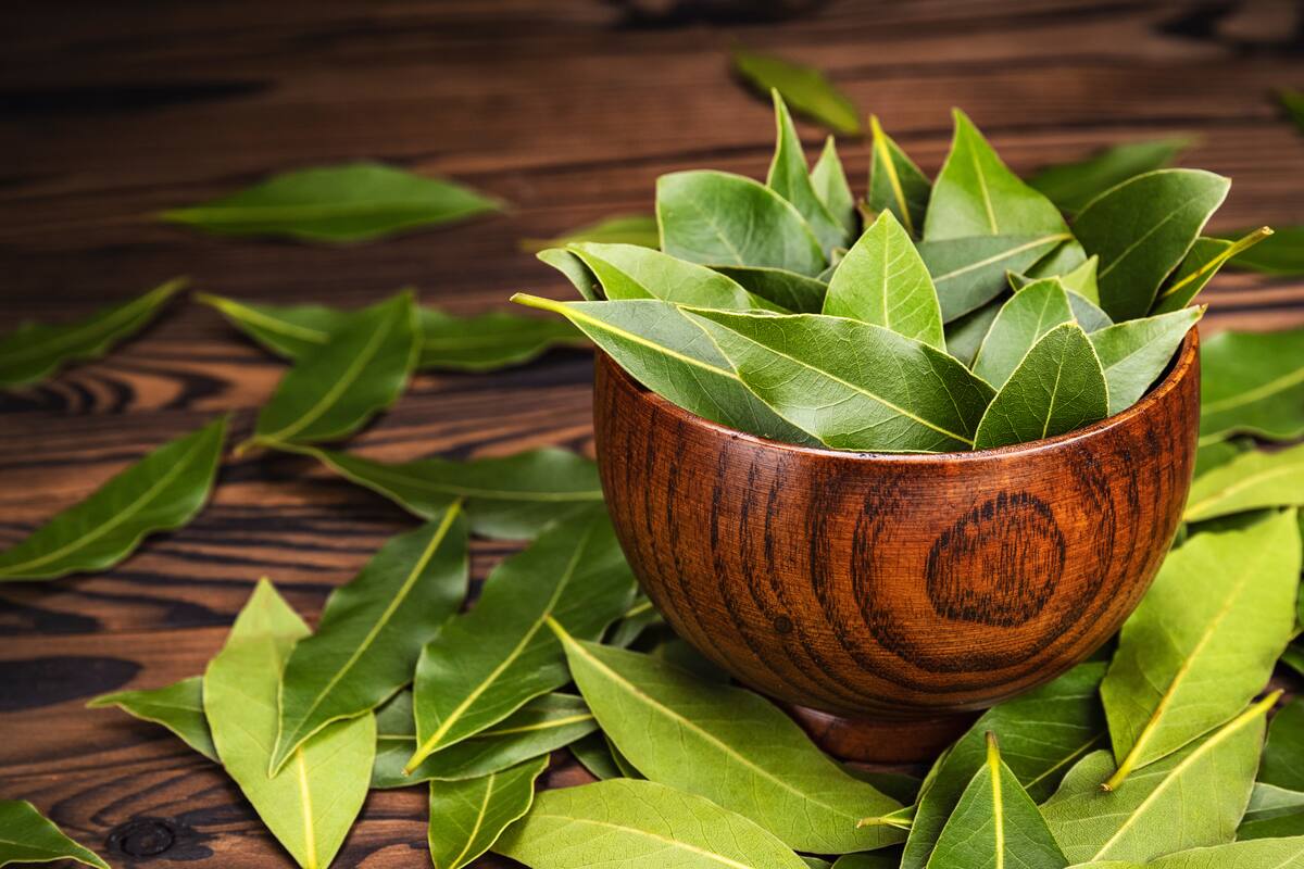 ¿Para qué sirve el laurel? De la cocina al ámbito espiritual