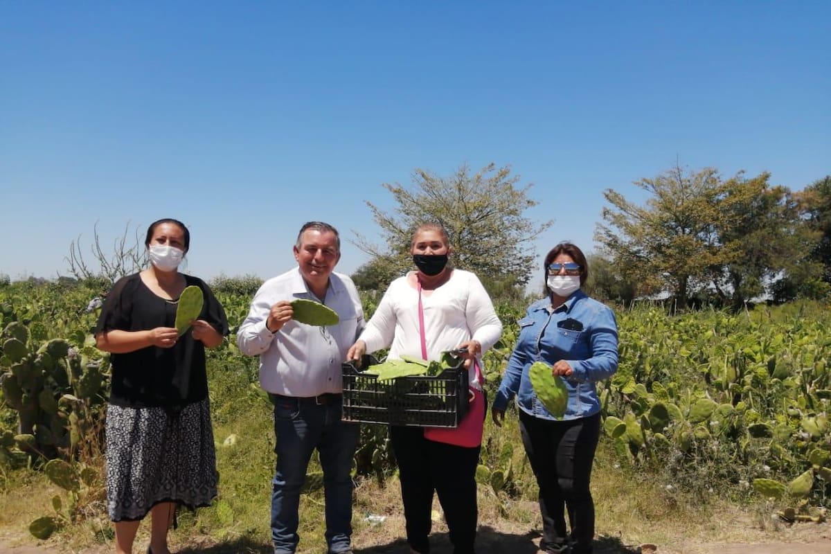 Regala su cosecha de nopal a quienes requieren apoyo